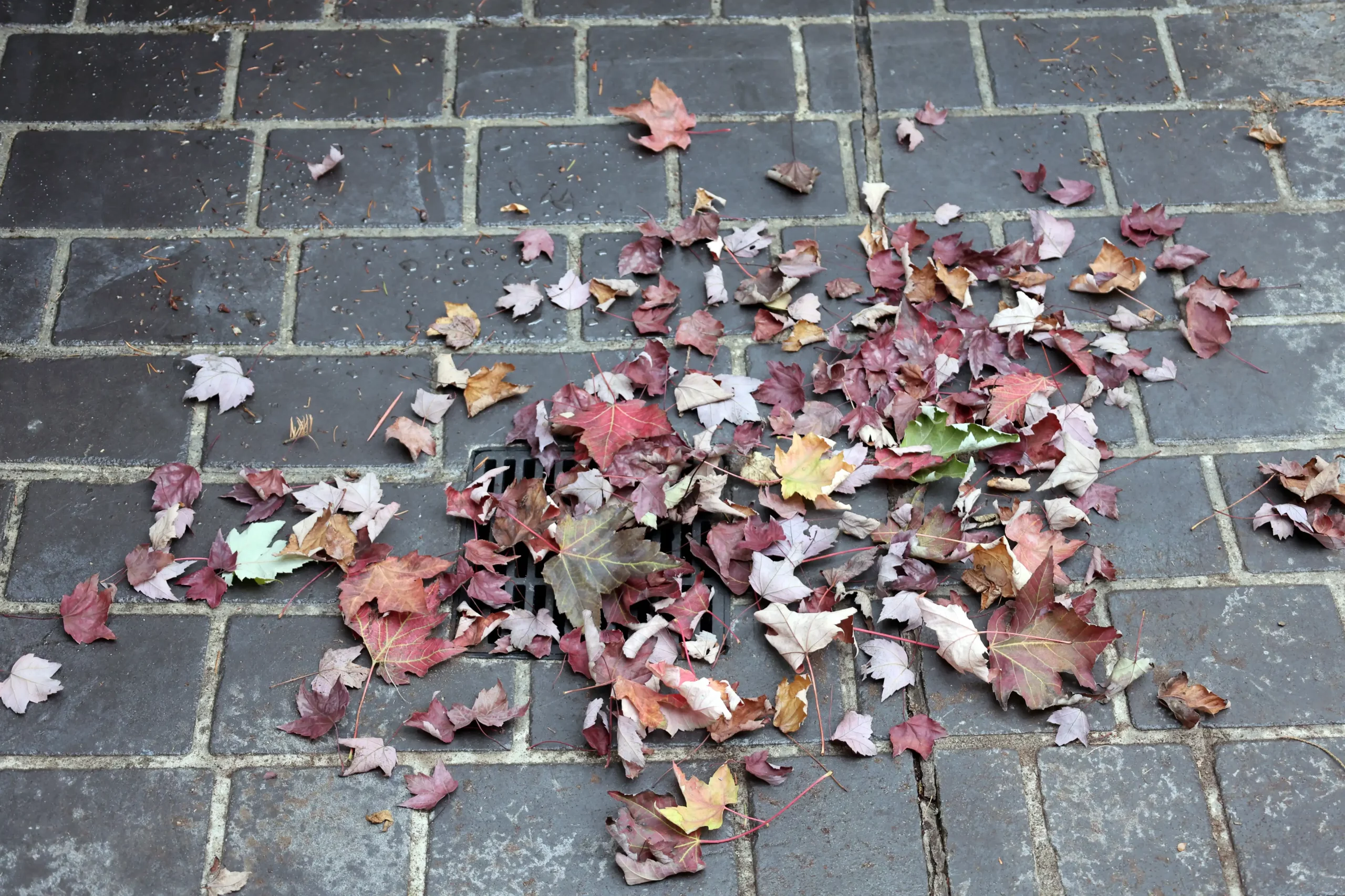 Expert Drain Cleaning Tips to Avoid Costly Plumbing Repairs Expert Drain Cleaning Tips to Avoid Costly Plumbing Repairs